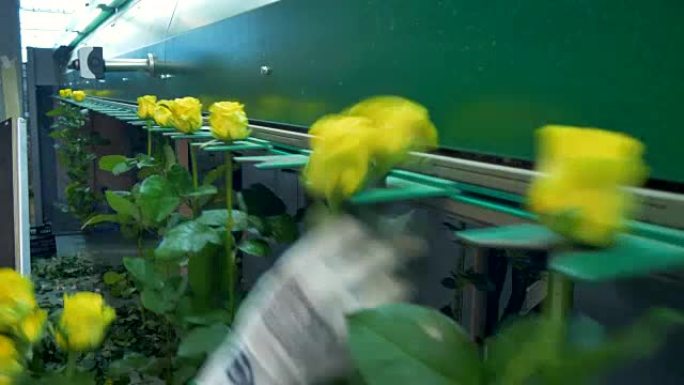 在花卉工厂加工玫瑰。