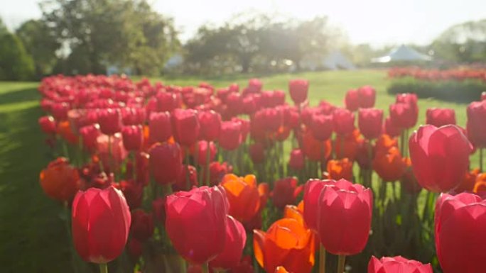 特写: 当地旅游公园的漂亮玫瑰色的红色丝质开花郁金香花园