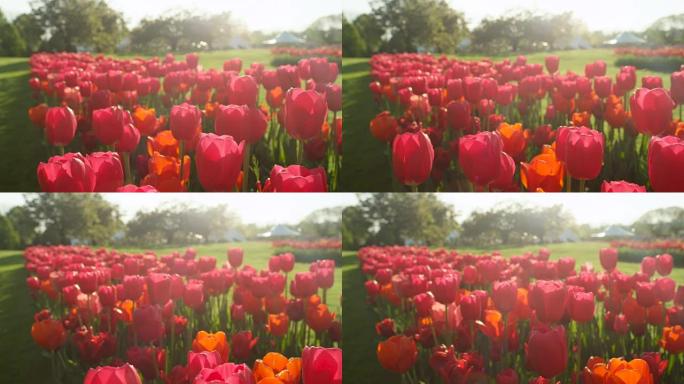 特写: 当地旅游公园的漂亮玫瑰色的红色丝质开花郁金香花园