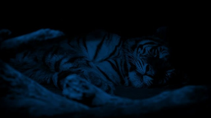 老虎在黑暗中休息聚焦拉
