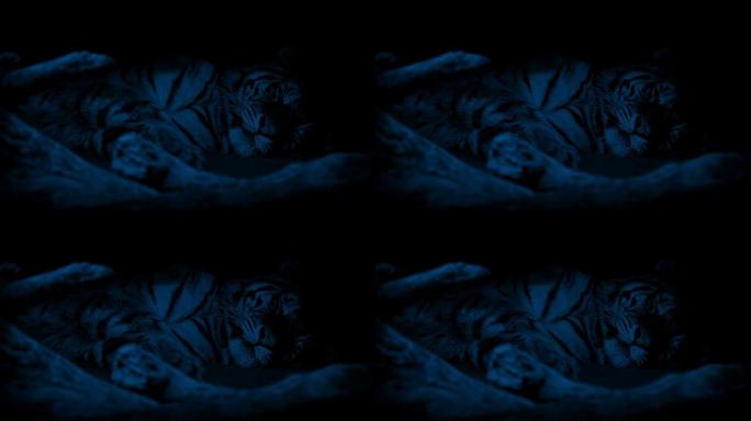 老虎在黑暗中休息聚焦拉