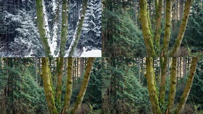 从下雪到阳光明媚的森林的过渡