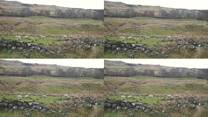 绵羊在山上草地上放牧。苏格兰。