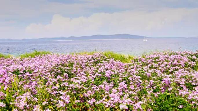 海岸上开花的田野