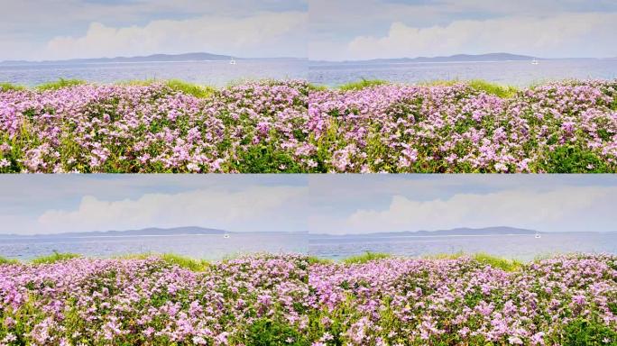 海岸上开花的田野