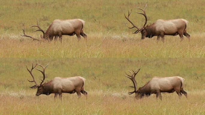 科罗拉多州野生放牧麋鹿高清视频