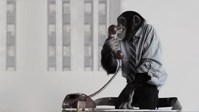 猴子商务办公室小猴子打电话实拍视频