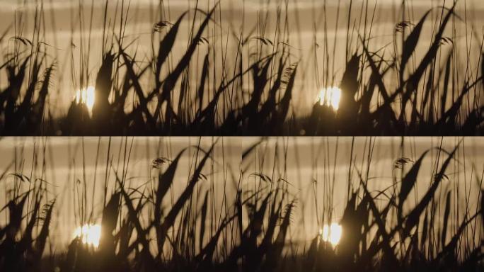 Reeds moving in the wind. Summer sunset