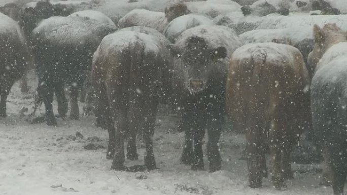 农场的牛挤在一起农场的牛挤在一起下雪