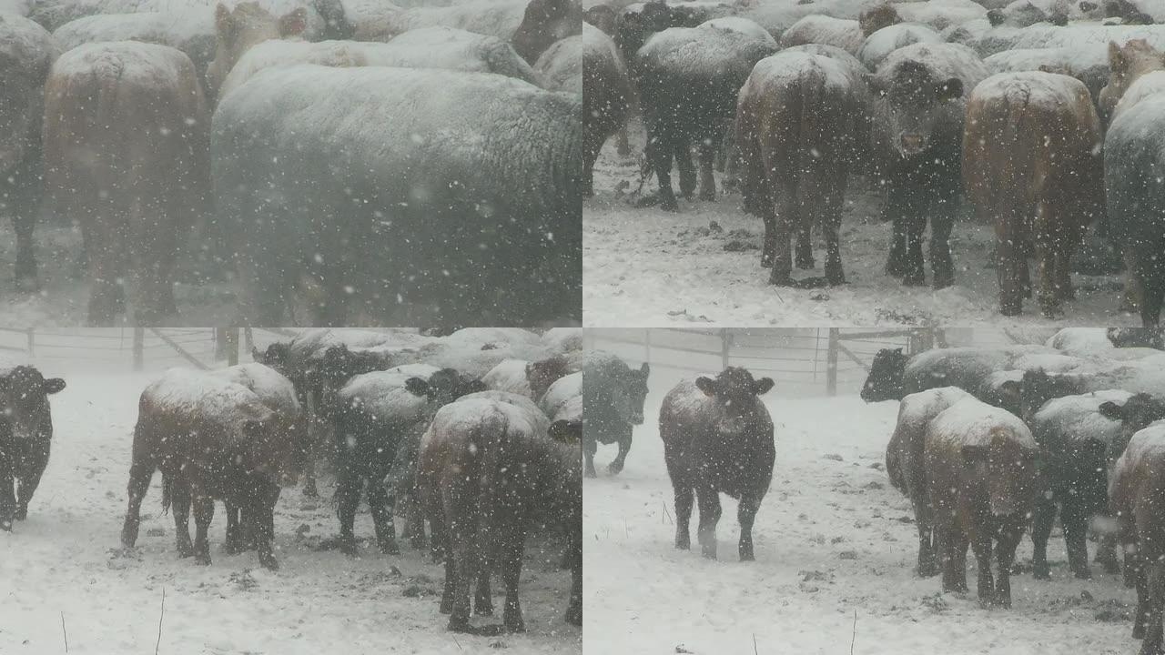 农场的牛挤在一起农场的牛挤在一起下雪