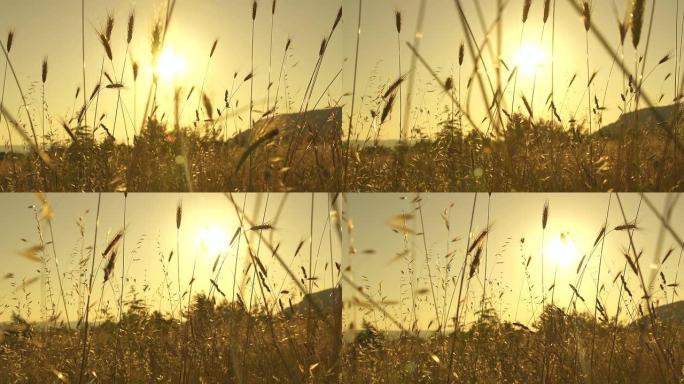 阳光下的小麦叶片