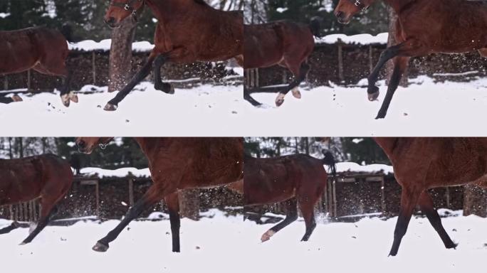 在白雪皑皑的冬季牧场中奔跑的棕色马，超级慢动作