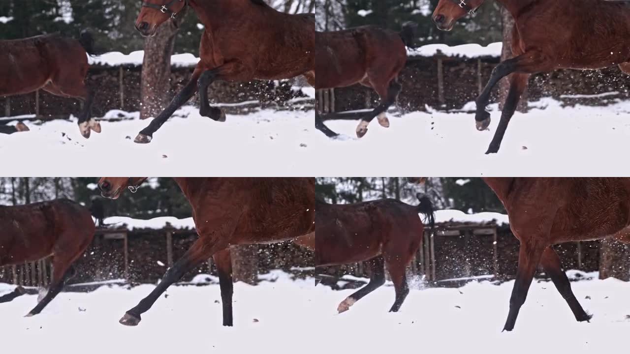 在白雪皑皑的冬季牧场中奔跑的棕色马，超级慢动作