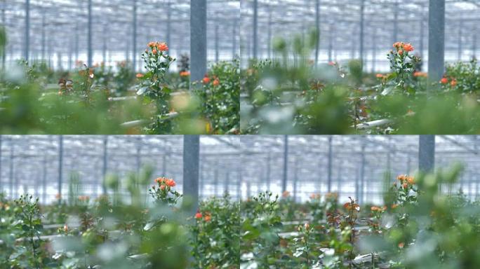 橙色玫瑰在开花的不同阶段聚集。4K。