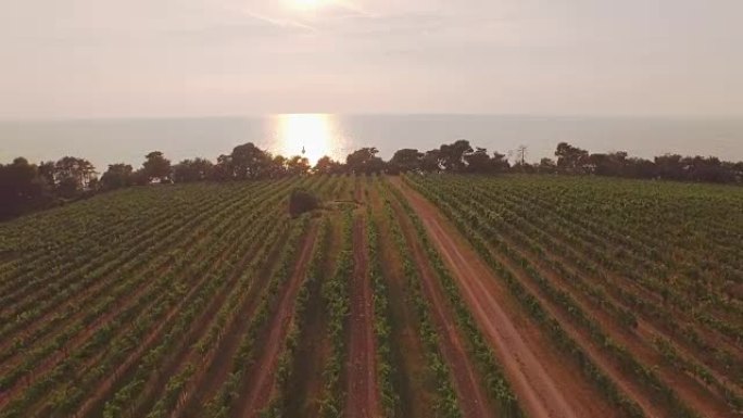 空中: 在美丽的夏日日落时分，飞越大葡萄园向海洋飞去