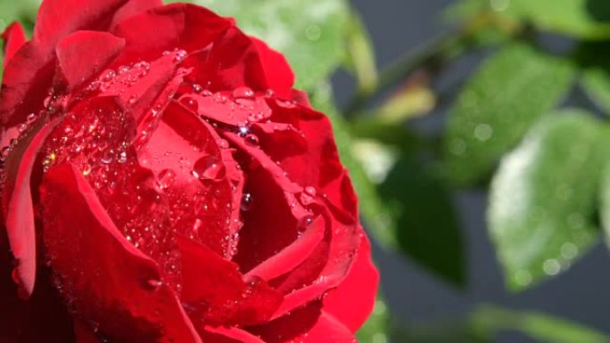 慢动作特写: 淋浴后，红玫瑰上的雨滴在阳光下闪闪发光