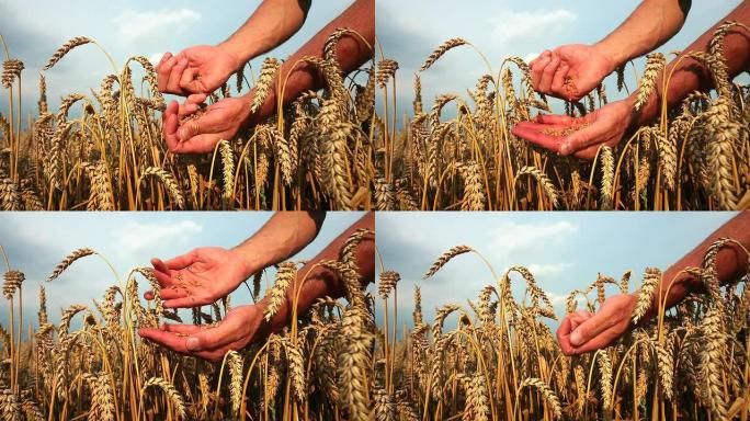 HD农民的手在检查小麦粒