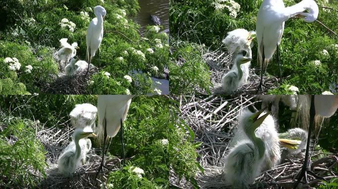 白鹭小鸡与妈妈在巢