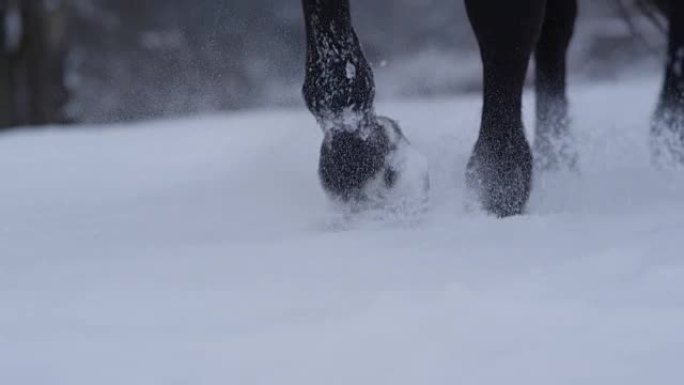 慢动作特写: 野生黑马在冬天穿过深雪毯