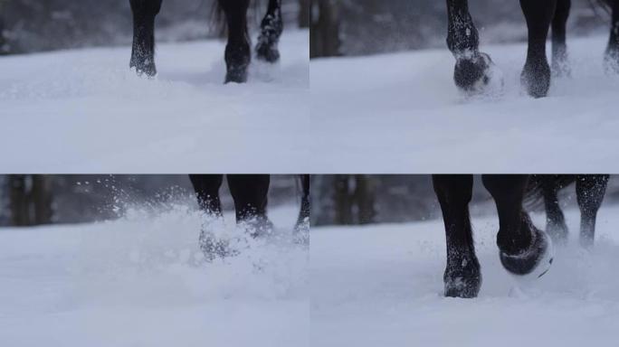 慢动作特写: 野生黑马在冬天穿过深雪毯