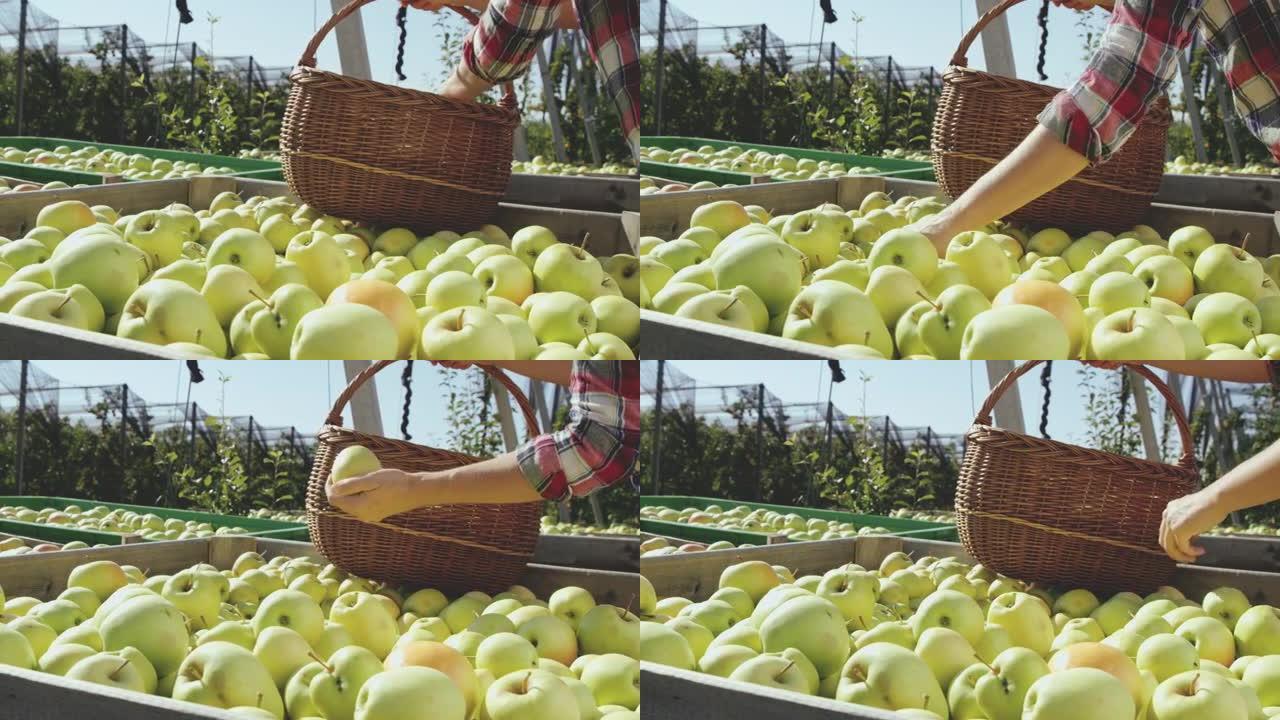 DS女人在果园里买刚收获的苹果