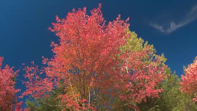 低角度视角充满活力的桦树和枫树上的树叶与秋天的树叶