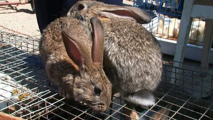 市场上的兔子很少兔子灰色兔子