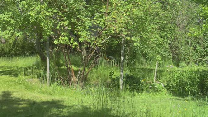 割草机人环境保护装点美化树林