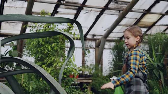 浓缩的小女孩正在温室里用喷雾瓶清洗大型常绿植物的叶子。家族企业，有趣的爱好，花和人的概念。