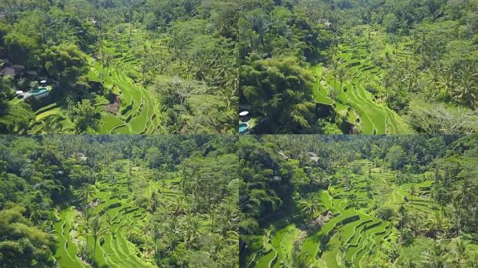 空中: 豪华别墅，俯瞰棕榈森林中令人惊叹的梯田稻田
