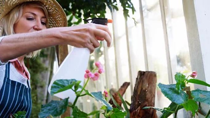 成熟的女人用手动喷雾器在植物上喷水