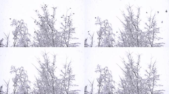 慢动作: 鸟类在冬天从树上飞走