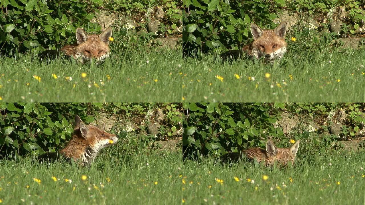 红狐狸休息自然生物；野狐