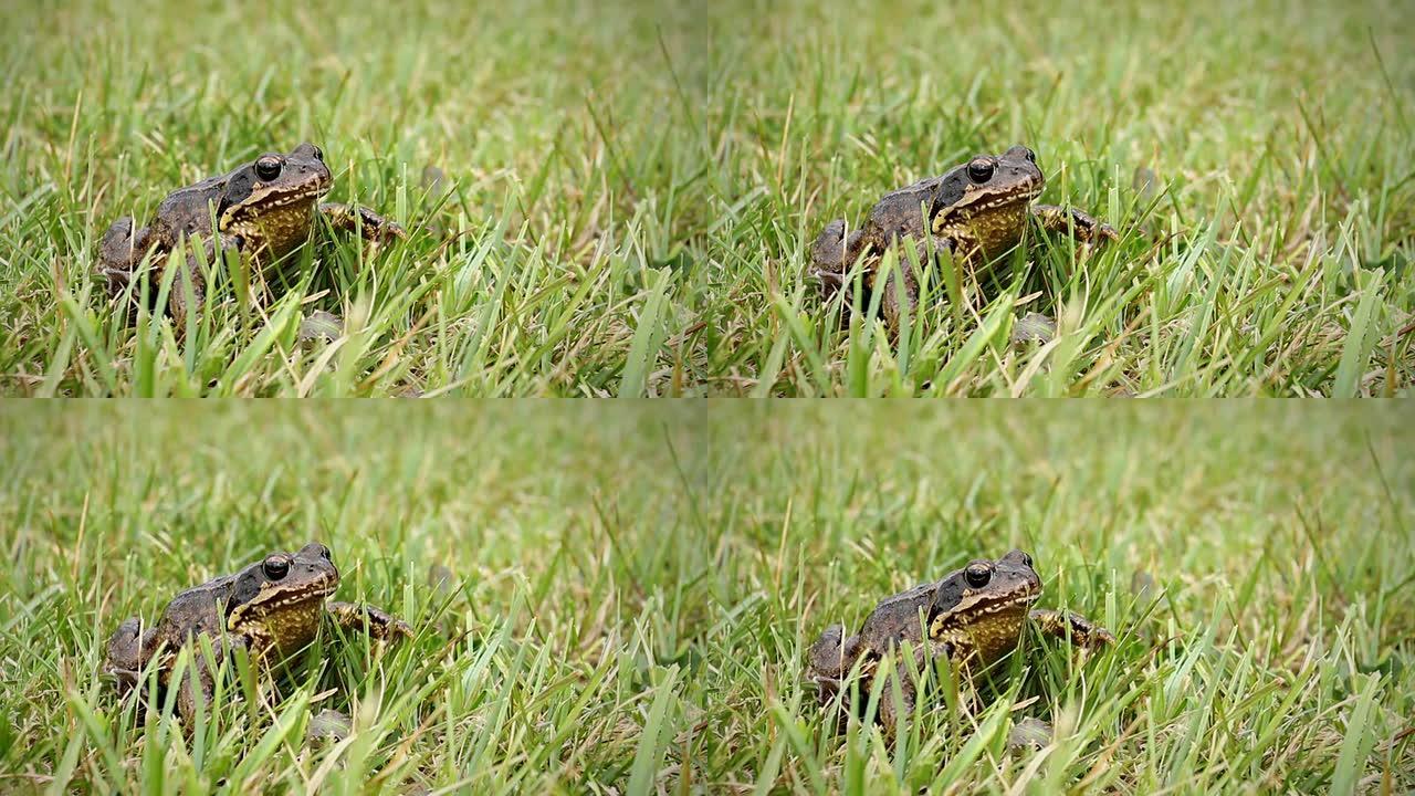 草地上的普通青蛙跳走了