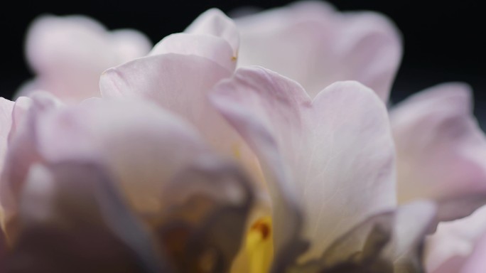 山茶花局部特写