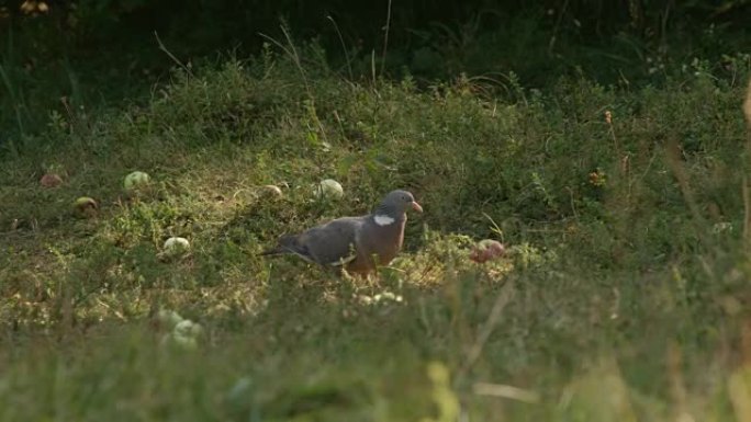 特写: 灰鸽子在充足的阳光普照的草地上以玉米种子为食