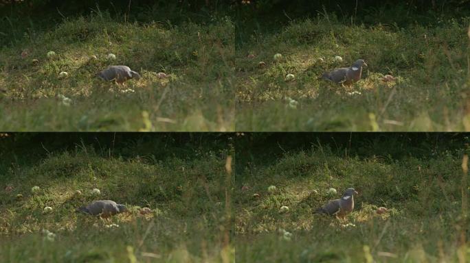 特写: 灰鸽子在充足的阳光普照的草地上以玉米种子为食