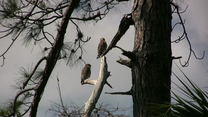 老鹰在观察盘旋的秃鹫