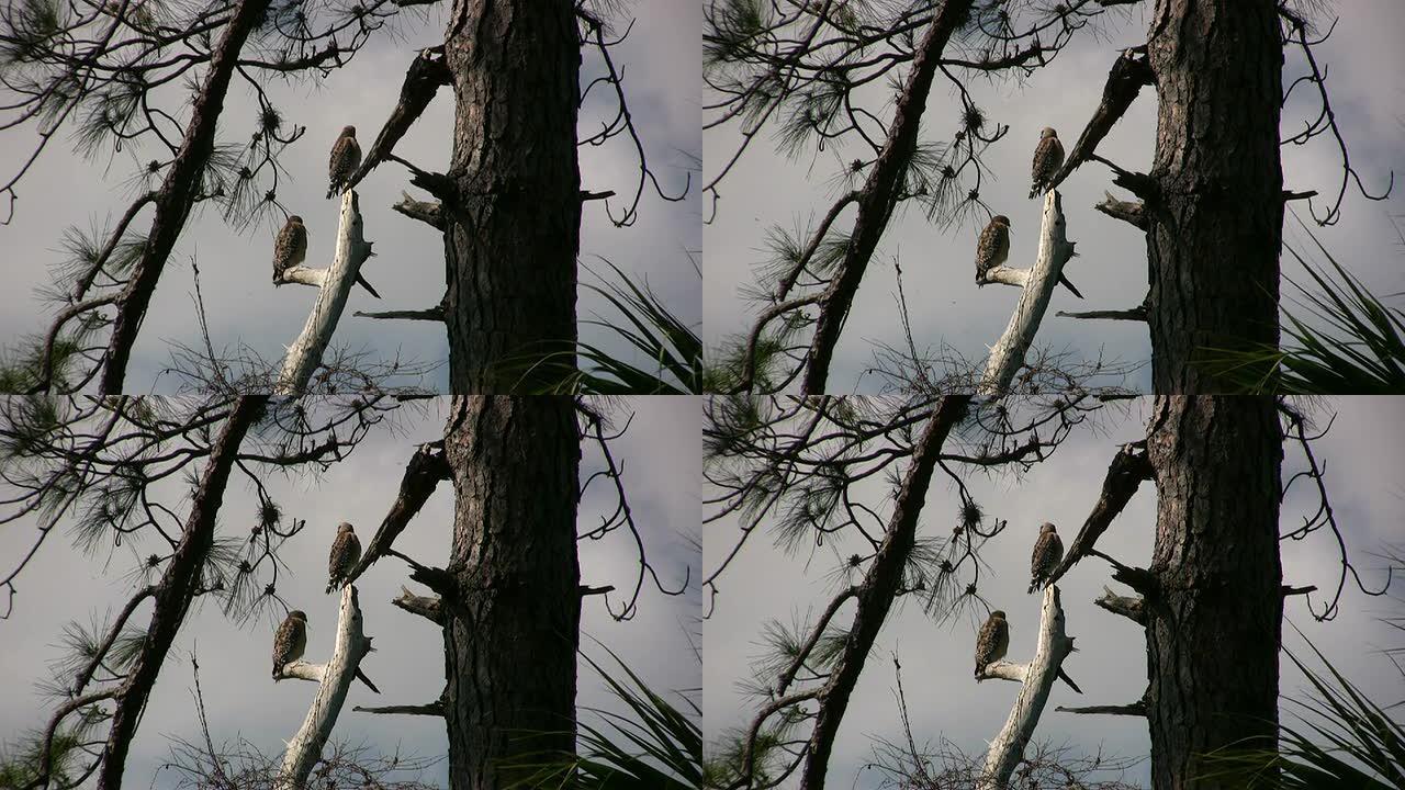 老鹰在观察盘旋的秃鹫