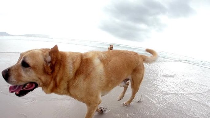 狗在海滩上玩耍