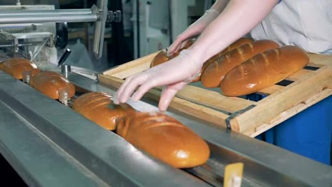 一名工人装载新鲜出炉的白面包进行包装。