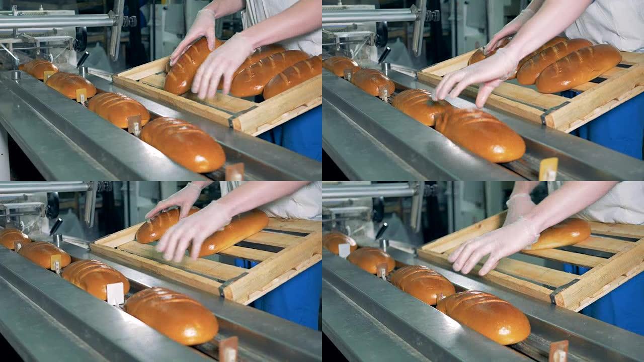 一名工人装载新鲜出炉的白面包进行包装。