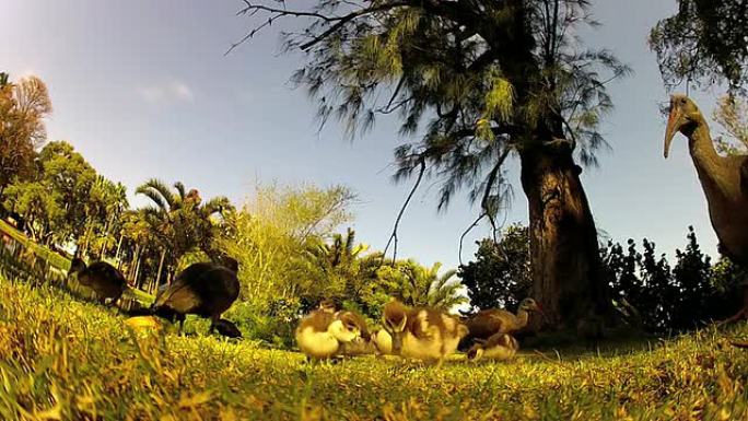 公园里的埃及小鹅野生动物保护生物生态飞翔