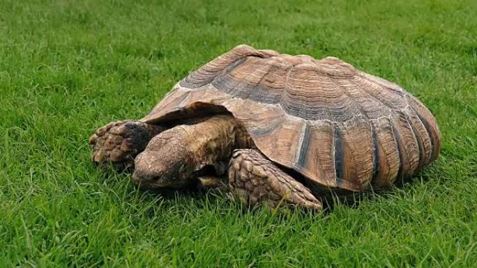 乌龟在草地上吃