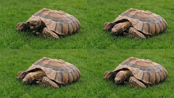 乌龟在草地上吃