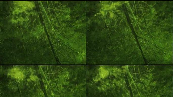 亚洲竹林的水反射（NTSC）