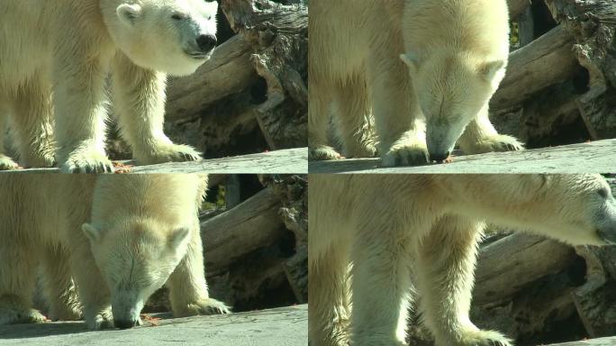 （HD1080i）吃北极熊