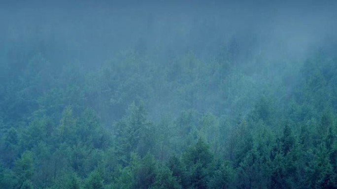 雨中的迷雾森林
