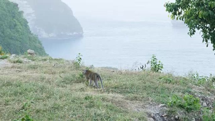 阿尔法猴子走在悬崖旁边