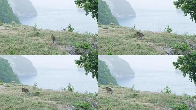 阿尔法猴子走在悬崖旁边